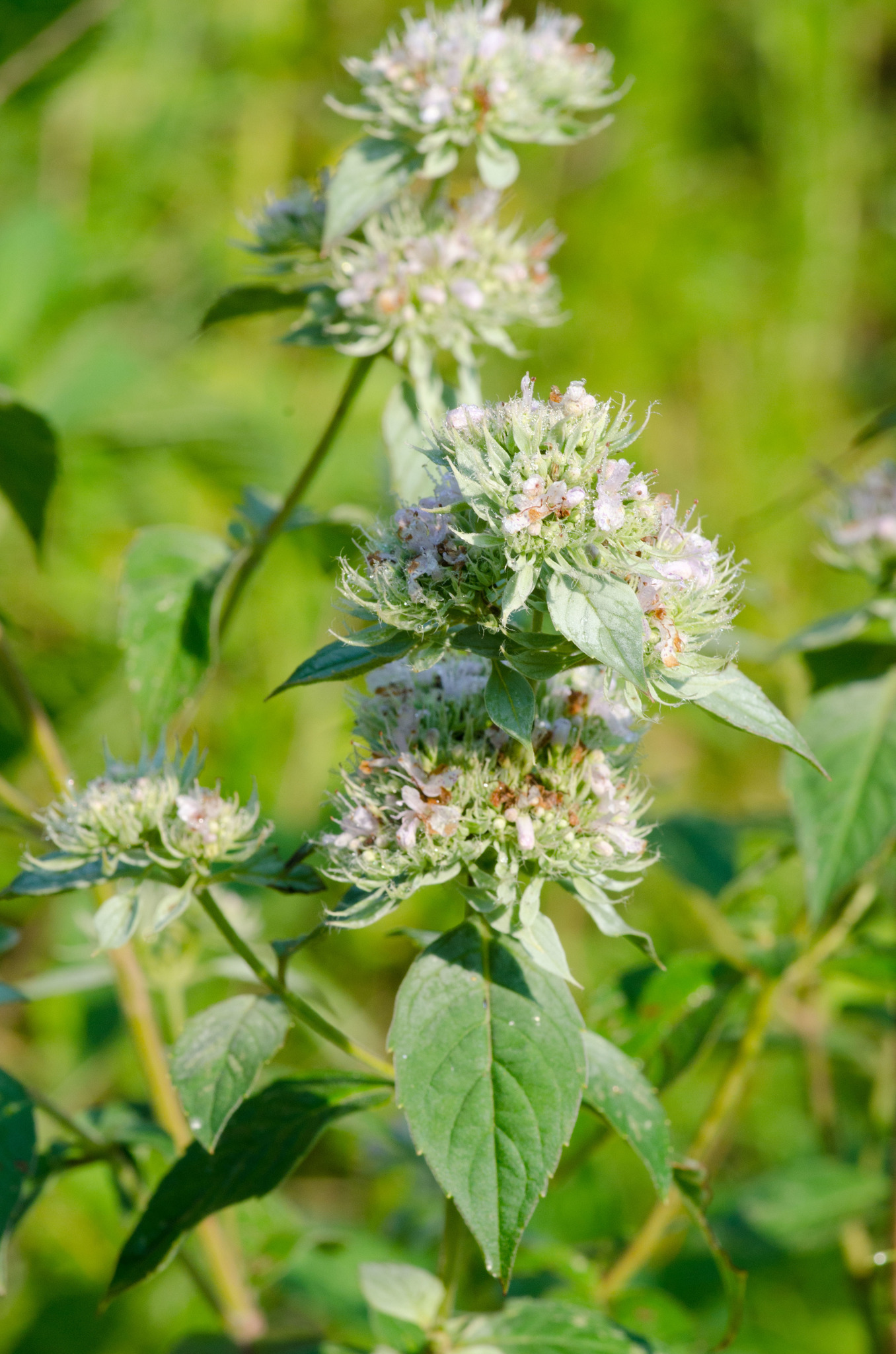 Pycnanthemum incanum