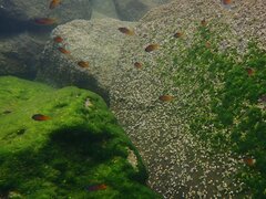 Chromis punctipinnis