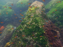 Chromis punctipinnis