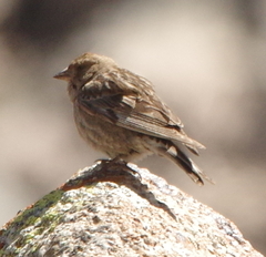 Leucosticte nemoricola