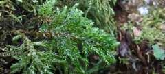 Thamnobryum alopecurum