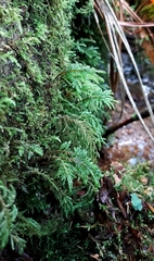 Thamnobryum alopecurum