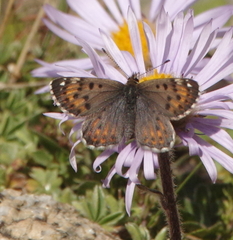 Polycaena tamerlana