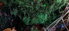 Thamnobryum alopecurum