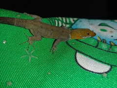 Gonatodes albogularis