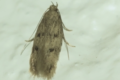 Tineinae