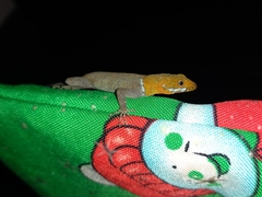 Gonatodes albogularis