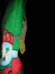 Gonatodes albogularis