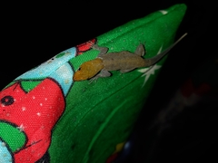 Gonatodes albogularis