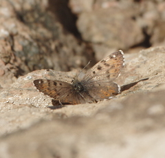 Polycaena tamerlana