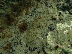 Paralichthys californicus