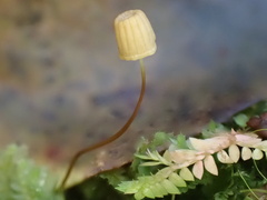 Mycena picta