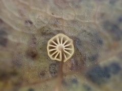Mycena picta