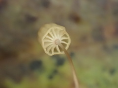 Mycena picta