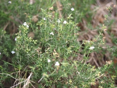Thymus vulgaris