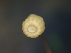 Mycena picta