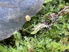 Mycena picta