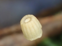 Mycena picta