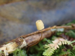 Mycena picta