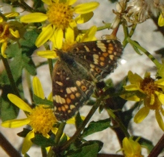 Phyciodes pulchella