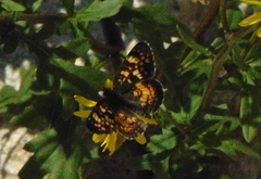 Phyciodes pulchella