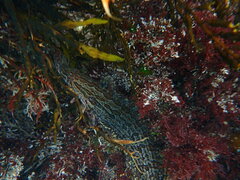 Heterostichus rostratus