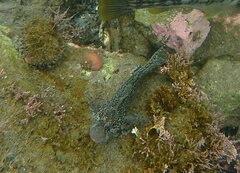Hypsoblennius gentilis