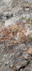 Bouteloua scorpioides