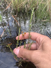 Hypericum brachyphyllum