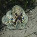 加利福尼亚双斑蛸 - Photo 由 Alexis 所上傳的 (c) Alexis，保留部份權利CC BY-NC