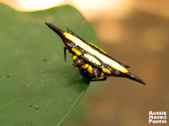 Gasteracantha fornicata