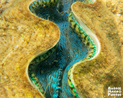 Tridacna derasa