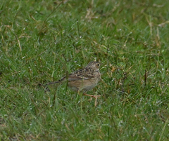 Anthus spragueii