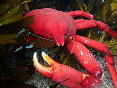 Taliepus nuttallii