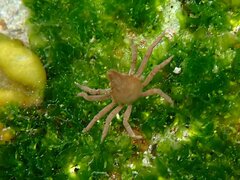 Taliepus nuttallii