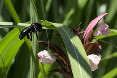 Xylocopa