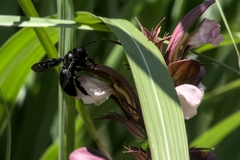 Xylocopa