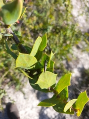 Hakea prostrata