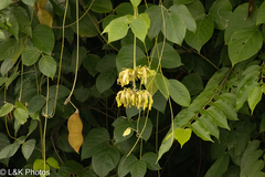 Mucuna