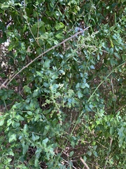 Rhagodia candolleana