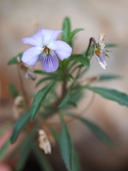 Viola arborescens