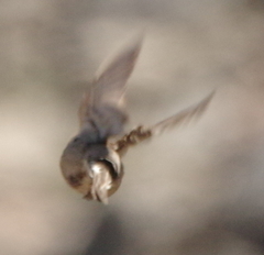Leucosticte nemoricola