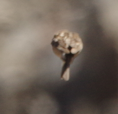 Leucosticte nemoricola