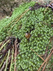 Bartramia pomiformis