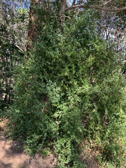 Rhagodia candolleana