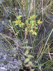 Hypericum myrtifolium