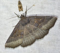 Arytrura musculus