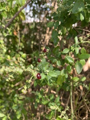 Rhagodia candolleana