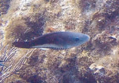 Scarus vetula