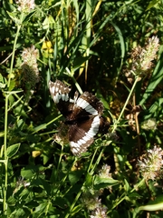 Limenitis weidemeyerii